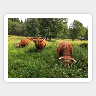 Scottish Highland Cattle Cows 2432 Sticker